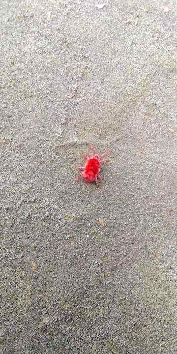 Itna cute insect hy iska name pta hy kesi ko😕
Anum malik😇