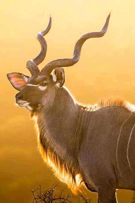 Antelope species in Africa..❤