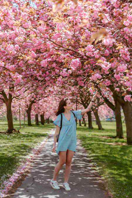 Beautiful cheery blooming in spring...👍
