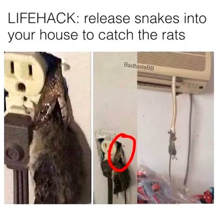 Best way of getting rid of mice 
You’re welcome