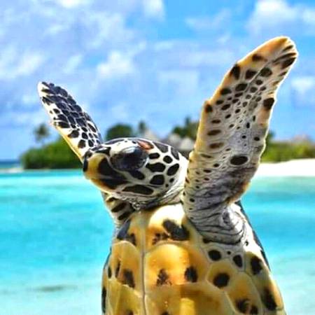 put your hand up if you're ready to go plastic free