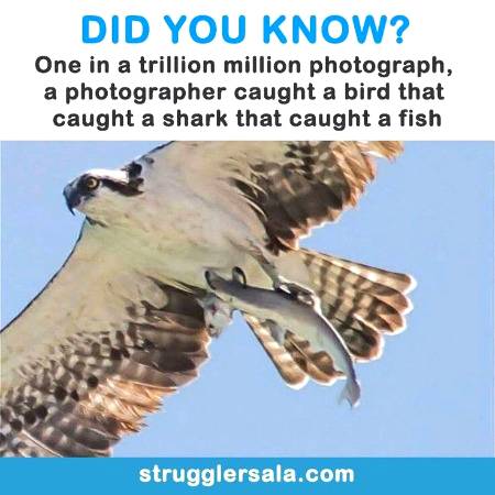 DID YOU KNOW??