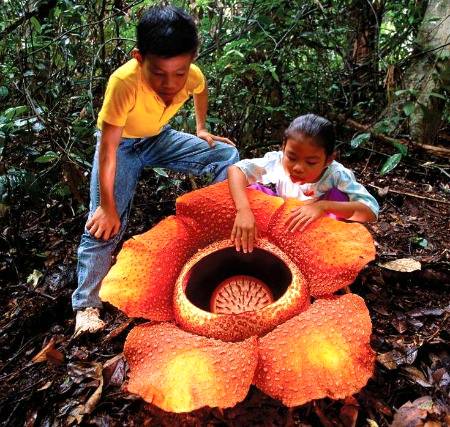 The world's largest flower in Indonesia
