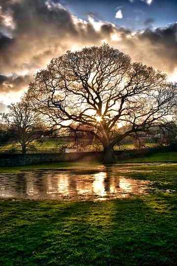 Amazing tree👌🏻👌🏻