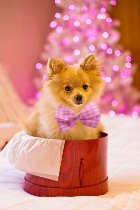 for dog lovers..!