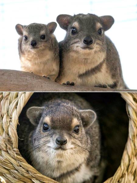 Hyraxes have an identity problem.these small, unassuming critters  also share a common ancestry with a surprising relative.One of the most recognizable animals in the world-the misperception aside the, subtle "smile" and prominent eyes of the yellow-spotted hyraxes Heterohyrax brucei's bakeri,or bush hyrax,make these animals as cute as they are captivating 💕💕