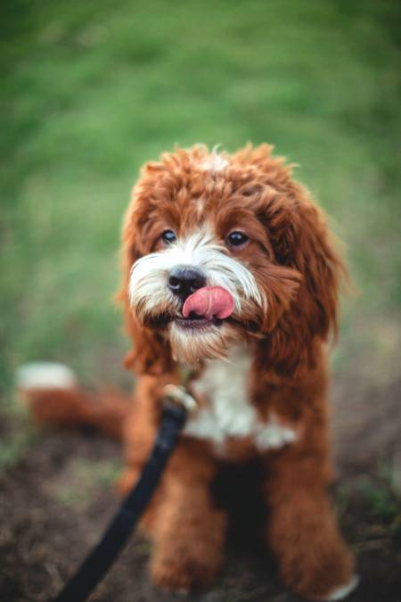for dog lovers..!