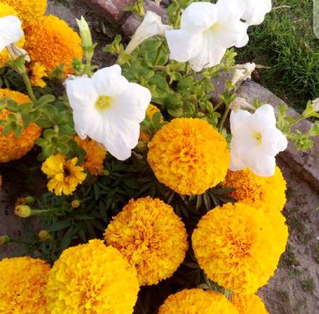 Koi hal ni hy logon ka log cmt back bhi ni krte na like krte ma bhi krni ab koi cmt mroo pre ja ke 😡😠