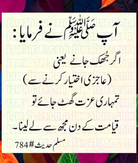 hlo friends