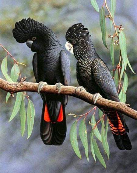 beautiful birds