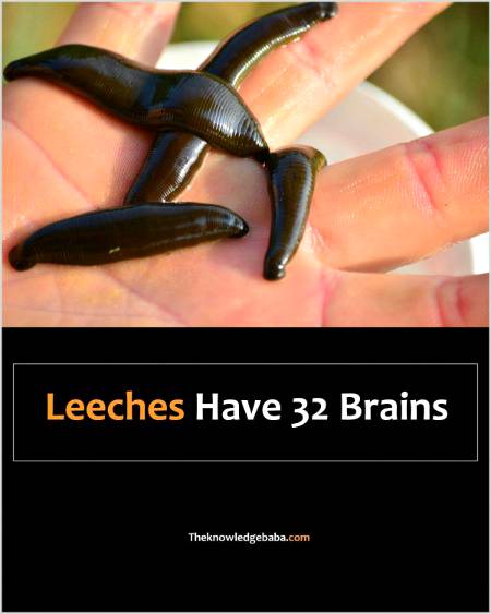 Psychology Facts
