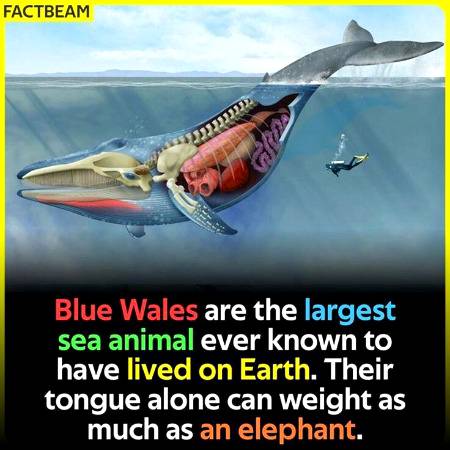 DID YOU KNOW??