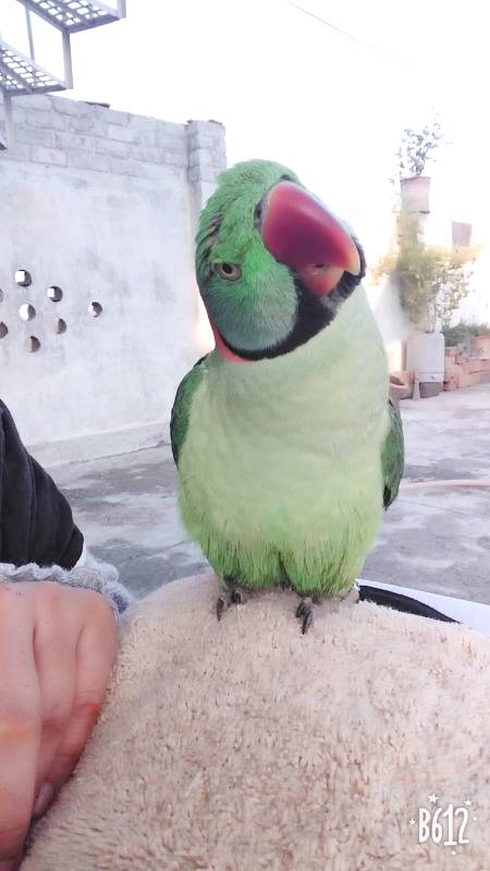 My bitto..