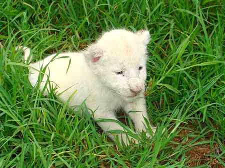 White Lion