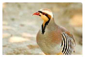National bird of pk