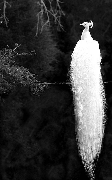 White peacock