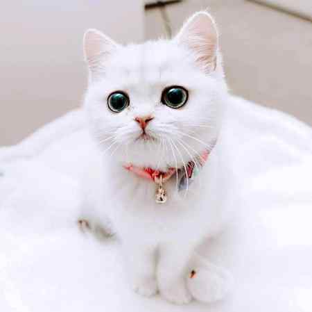 Love Cats😻