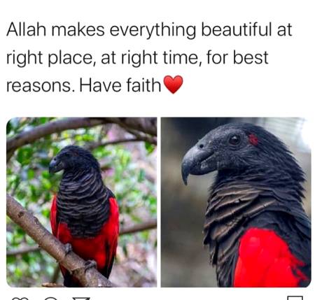 Look like as if it' wearing hijab🥰☺️