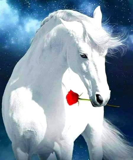 So Adorable Horse photography!🦄🦄🦄
