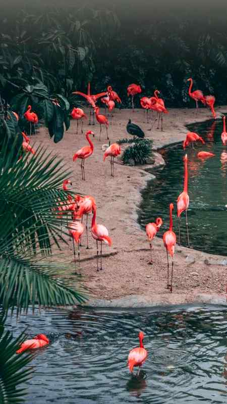 Beautiful USA Palm...❤❤