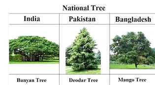 National tree