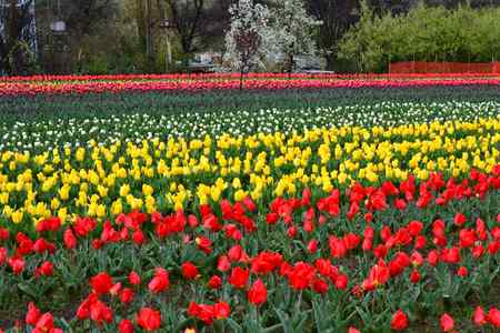 Nice flowers place πΉπΊπ΅οΈπ·π·π·