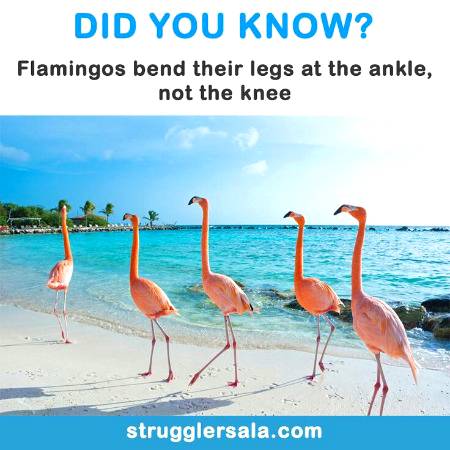 Did you know