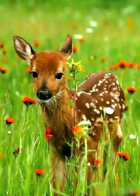 So cute wildlife photography!