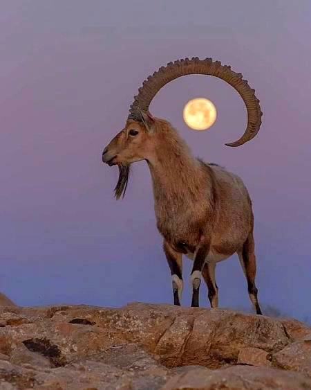 Amazing wildlife photography!🦌