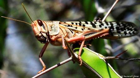 کرونا ہو، ٹڈیاں، سیلاب یا زلزلہ ہم جانتے ہیں کہ یہ اللّہ کی ناراضگی اور عذاب کی صورتیں ہیں ۔۔۔ پھر کیا وجہ ہے کہ ہم اللّہ سے ڈر ہی نہیں رہے ہم سب کو گناہگار سمجھتے ہیں مگر خود کو؟ کیوں سچی توبہ کے ساتھ ہم اللّہ کے بندے نہیں بن رہے؟
کب ہم قرآن کو تدبر اور غور فکر کے ساتھ سمجھیں گے عمل کرے گے؟؟