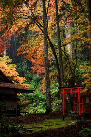 Mysterious forest, Kozan-ji temple, Kyoto, Japan