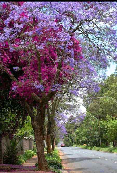 Beautiful tree are mostly present in japan nama this awesome tree is "jacaranda" tree.. like 🔥