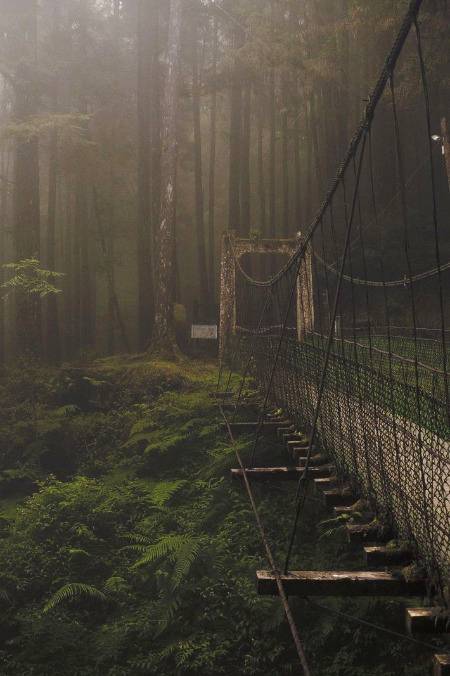 Forest bridge 🔥🔥