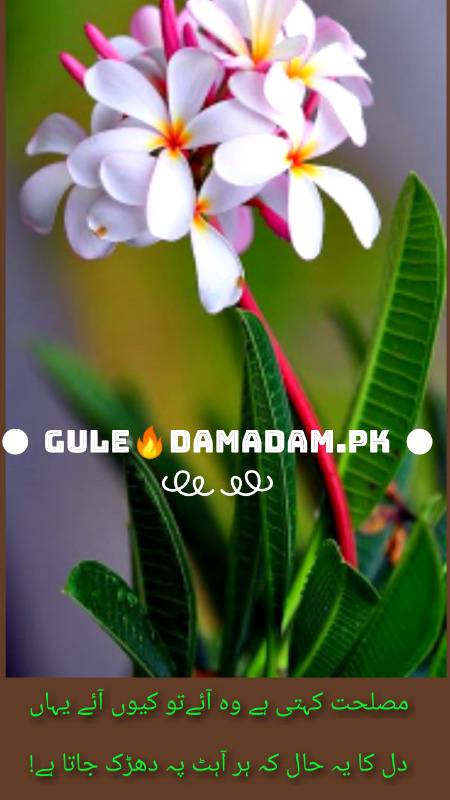 gule💕Damadam Lover🔥