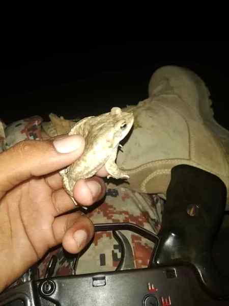 Note : Lahore waly dhor rahy 🐸🐸