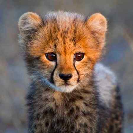 Cute baby of cheeta🔥😍