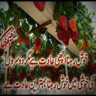 Damadam.Com
