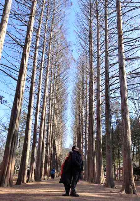 Beautiful tall trees present in "skardu"...