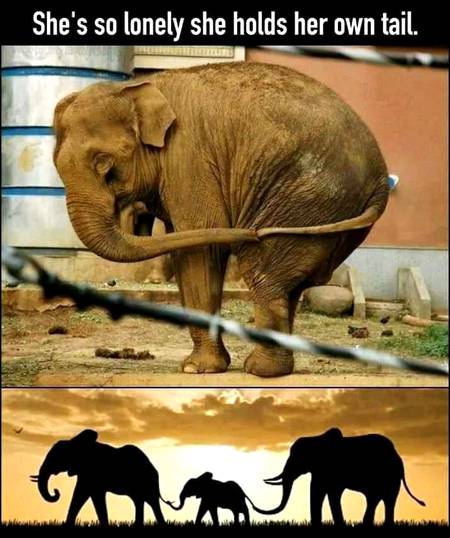 This is too heartbreaking💔🐘