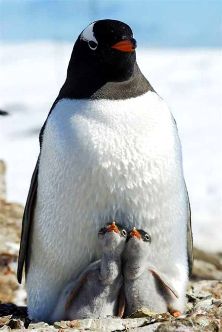 Beautiful penguin...👌🏻