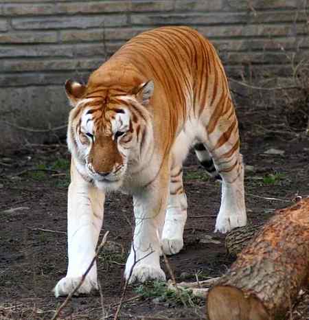Golden Tiger.