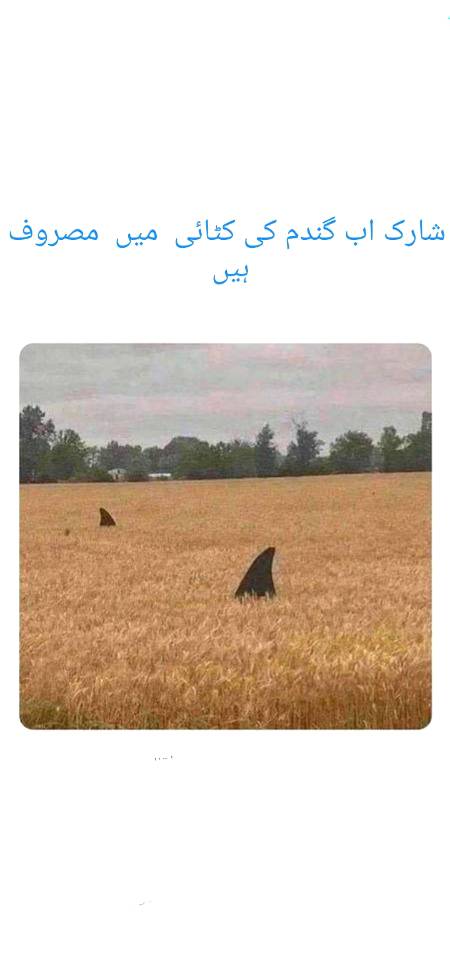 جٹاں دے کم ویکھ لو
