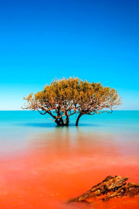 Beautiful... Tree in sea