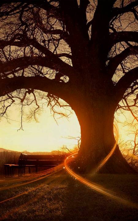 Amazing tree pic sunshine 🔥