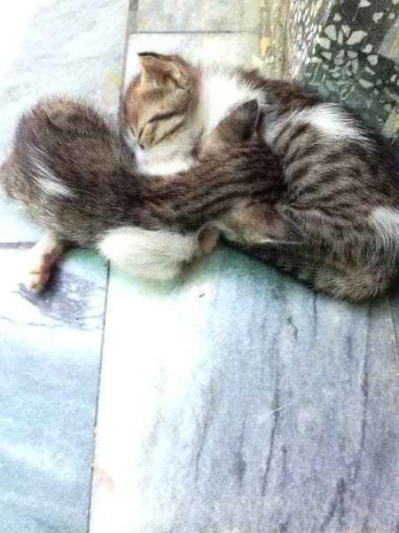 Missing kittens.i5 inki mama ly gai inko.k3