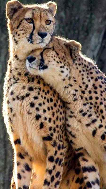Hya 😍 lovely cheeta pic😉🔥