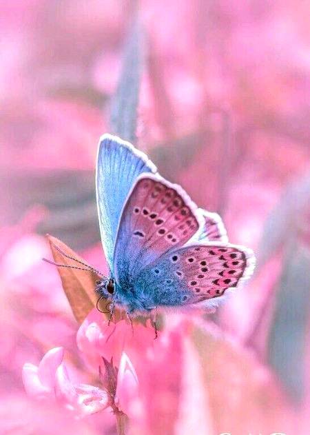 Beautiful butterfly 
..