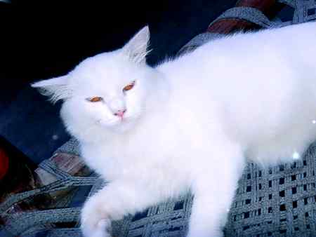 Parshian  cat sweet  ...billlu name hain is ka