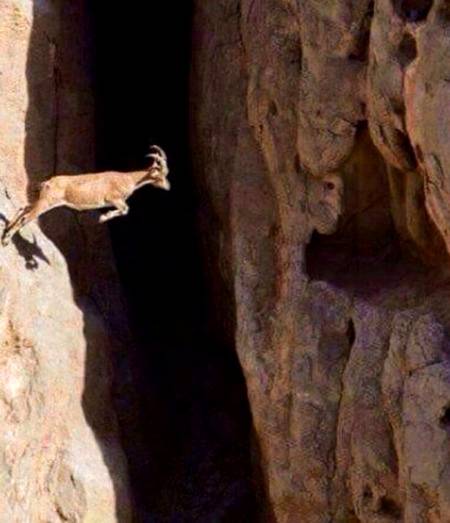 Mountain Goat..💕💕