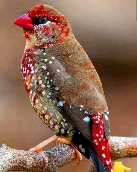 Sending by fareed ahmed shaikh